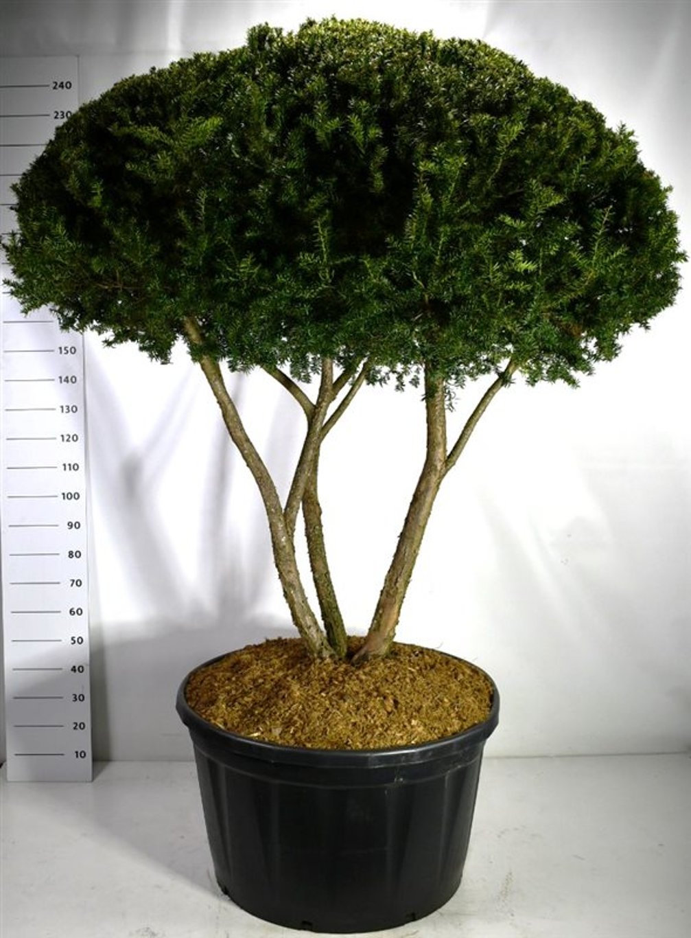 Japansk idegran – Taxus cuspidata - C280 200-225 cm. Meerstammig