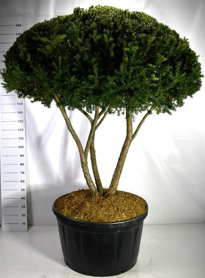 Japansk idegran – Taxus cuspidata - C280 200-225 cm. Meerstammig