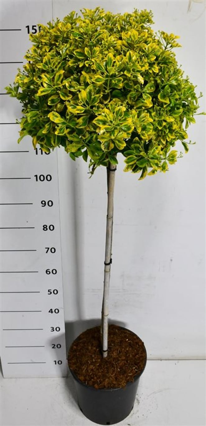 Japansk benved – Euonymus japonicus &