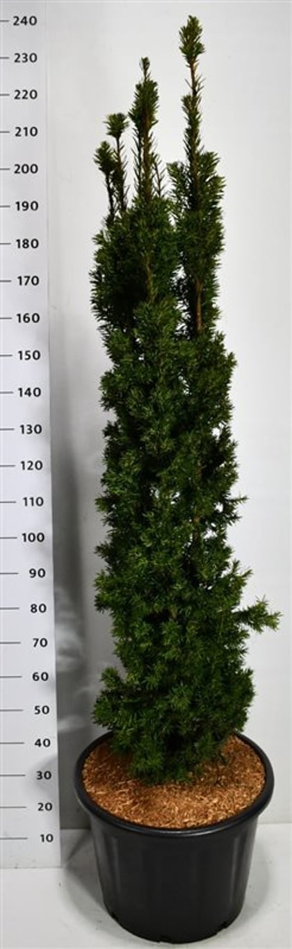 Hybrididegran – Taxus media &