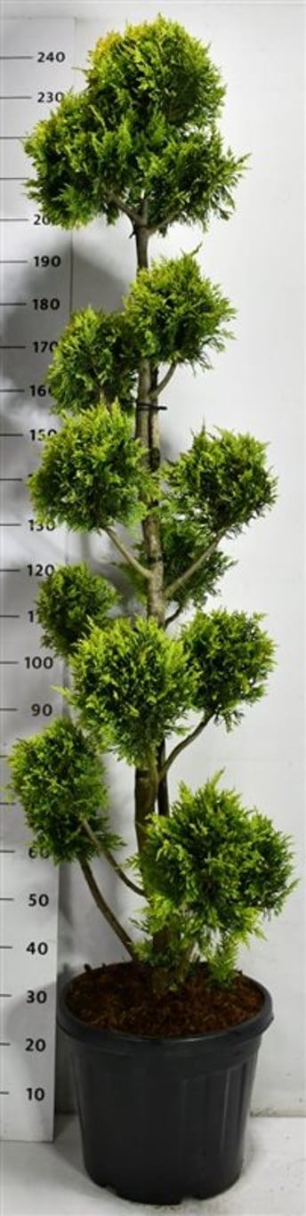 Cypresscypress – Cupressocyparis leylandii &