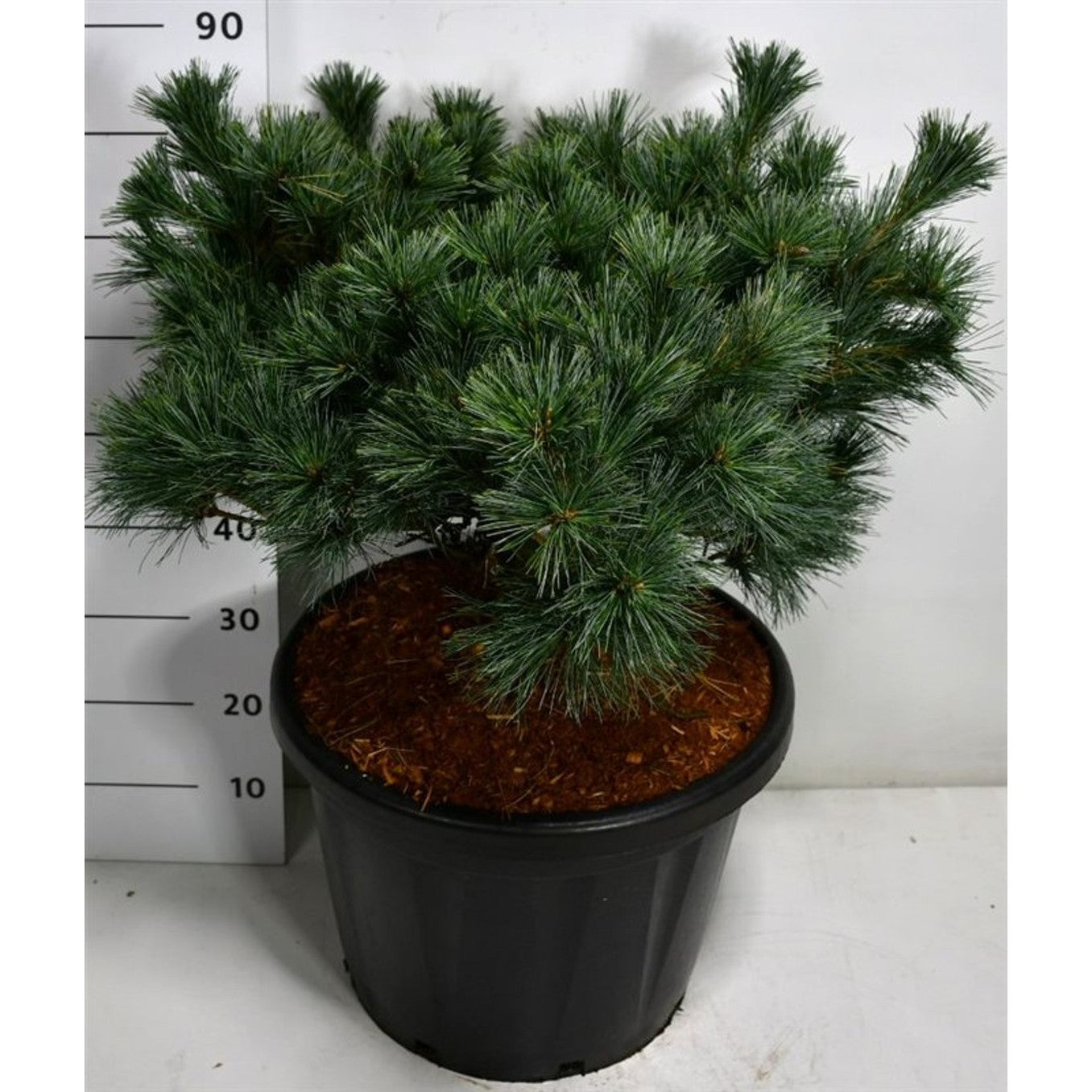 Västra vit­tall – Pinus strobus 'Krüger's Lilliput' - C45 60-70 cm.