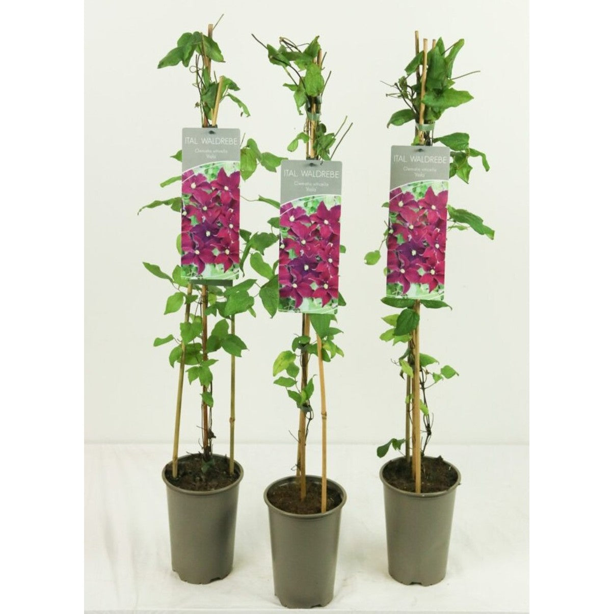 Klematis – Clematis 'Viola' - C2 60-80 CM Stick