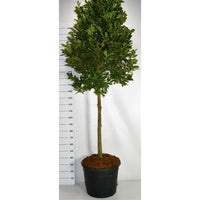 Hybridmagnolia – Magnolia loebneri 'Leonard Messel' - C70 120 cm. Stam