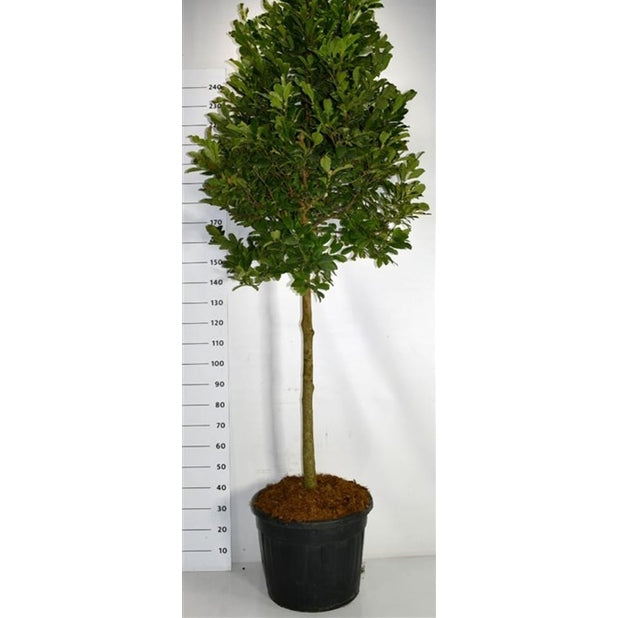 Hybridmagnolia – Magnolia loebneri 'Leonard Messel' - C70 120 cm. Stam