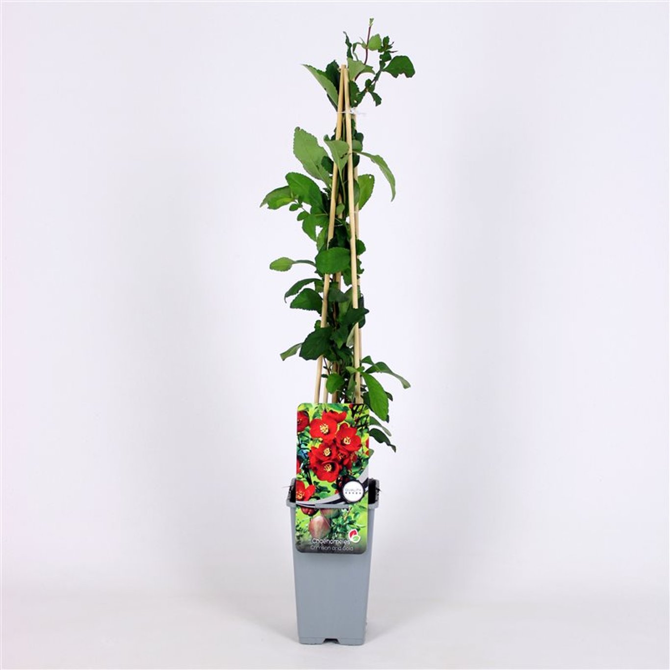Hybridkvitten – Chaenomeles superba 'Crimson and Gold' - C2 70/+ CM