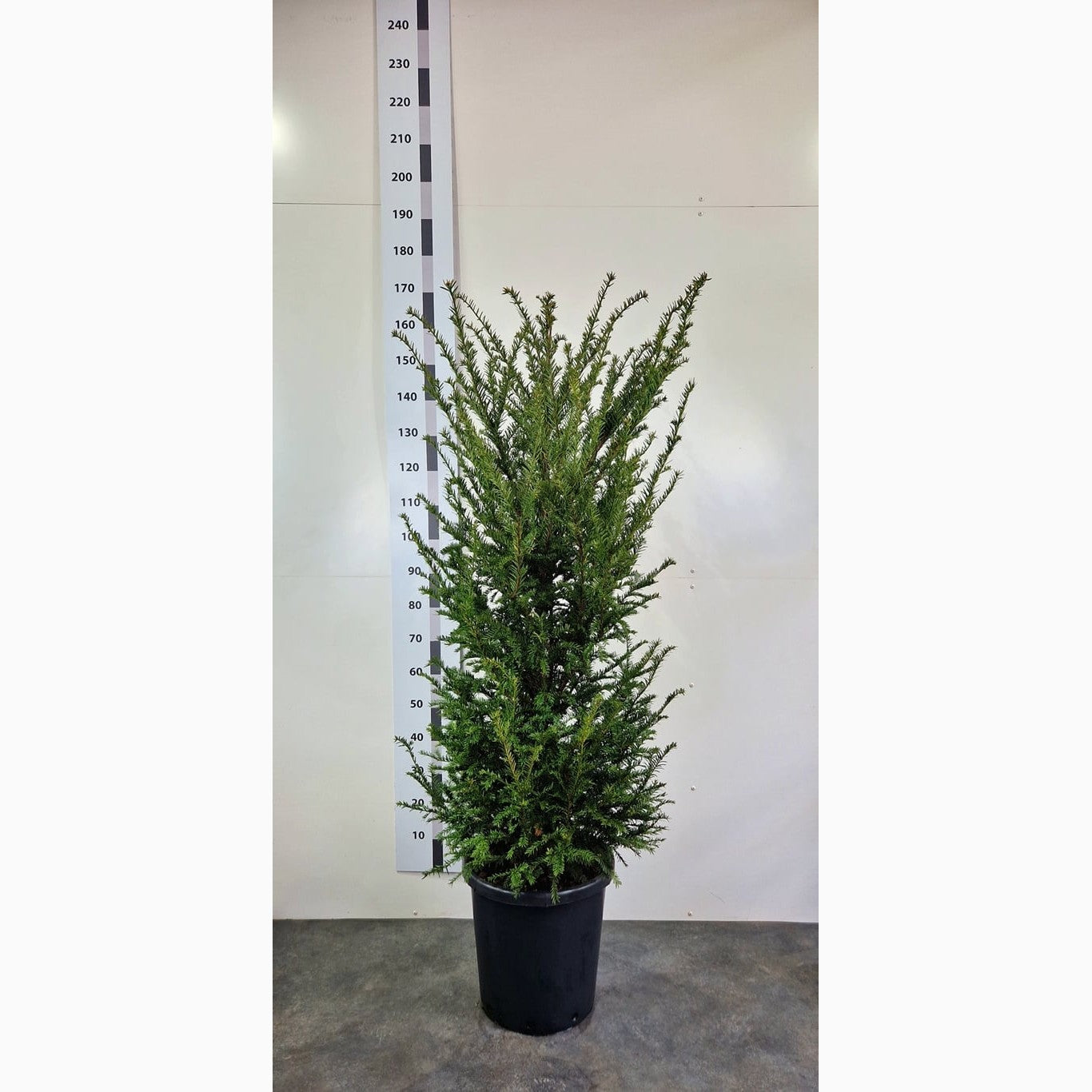 Idegran – Taxus baccata - C20 160-180 CM