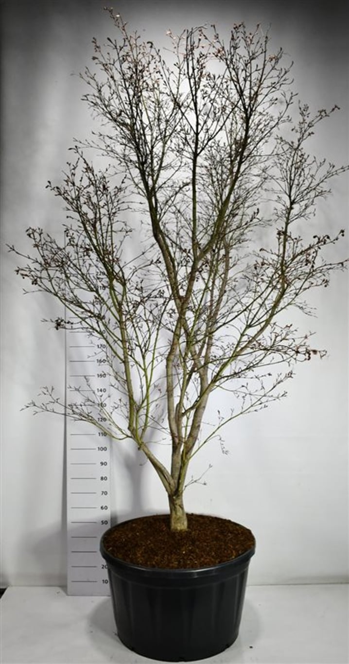 Japansk lönn – Acer palmatum &