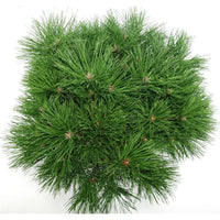 Svarttall – Pinus nigra 'Pierrick Bregeon' - C13 40-50 cm.