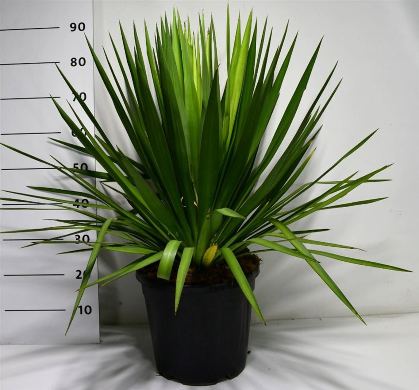 Yucca – Yucca gloriosa - C15