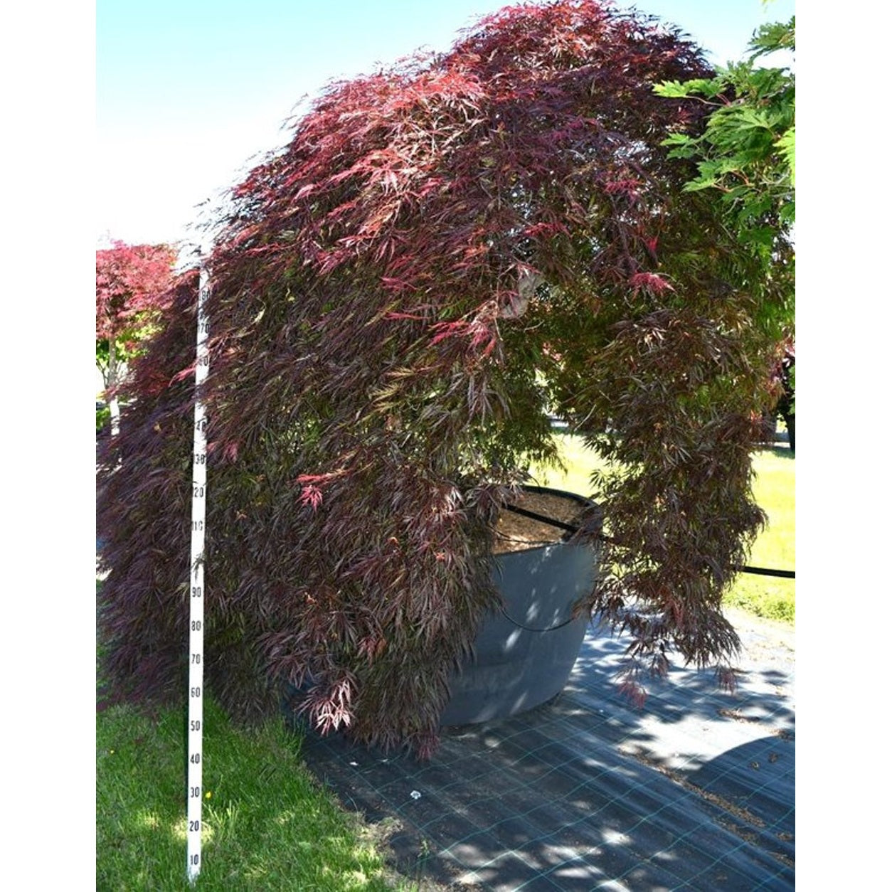 Japansk lönn – Acer palmatum 'Garnet' - C 1040 Decopot 350-400 cm.
