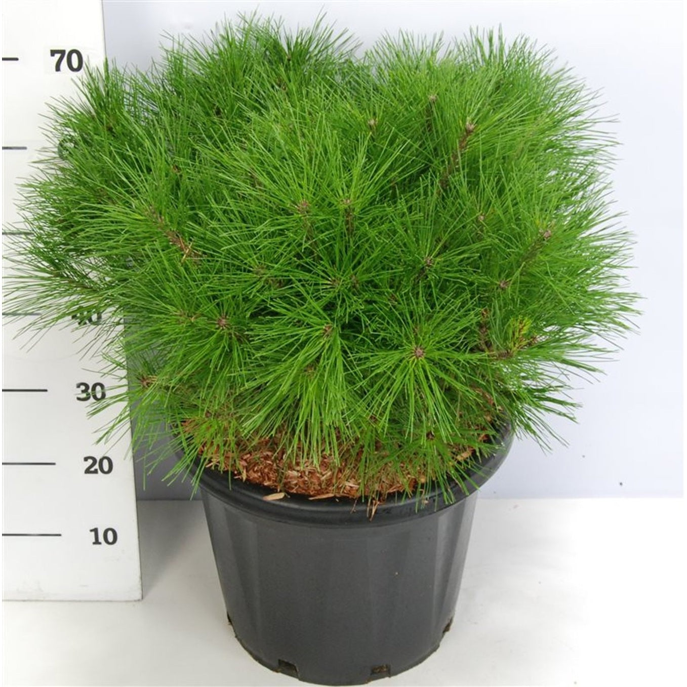 Svarttall – Pinus densiflora 'Alice Verkade' - C25 60-70 cm.