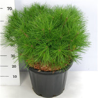 Svarttall – Pinus densiflora 'Alice Verkade' - C25 60-70 cm.
