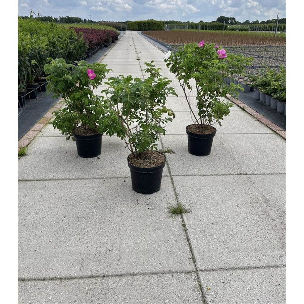 Rugosaros – Rosa rugosa - C7.5 40-60 CM