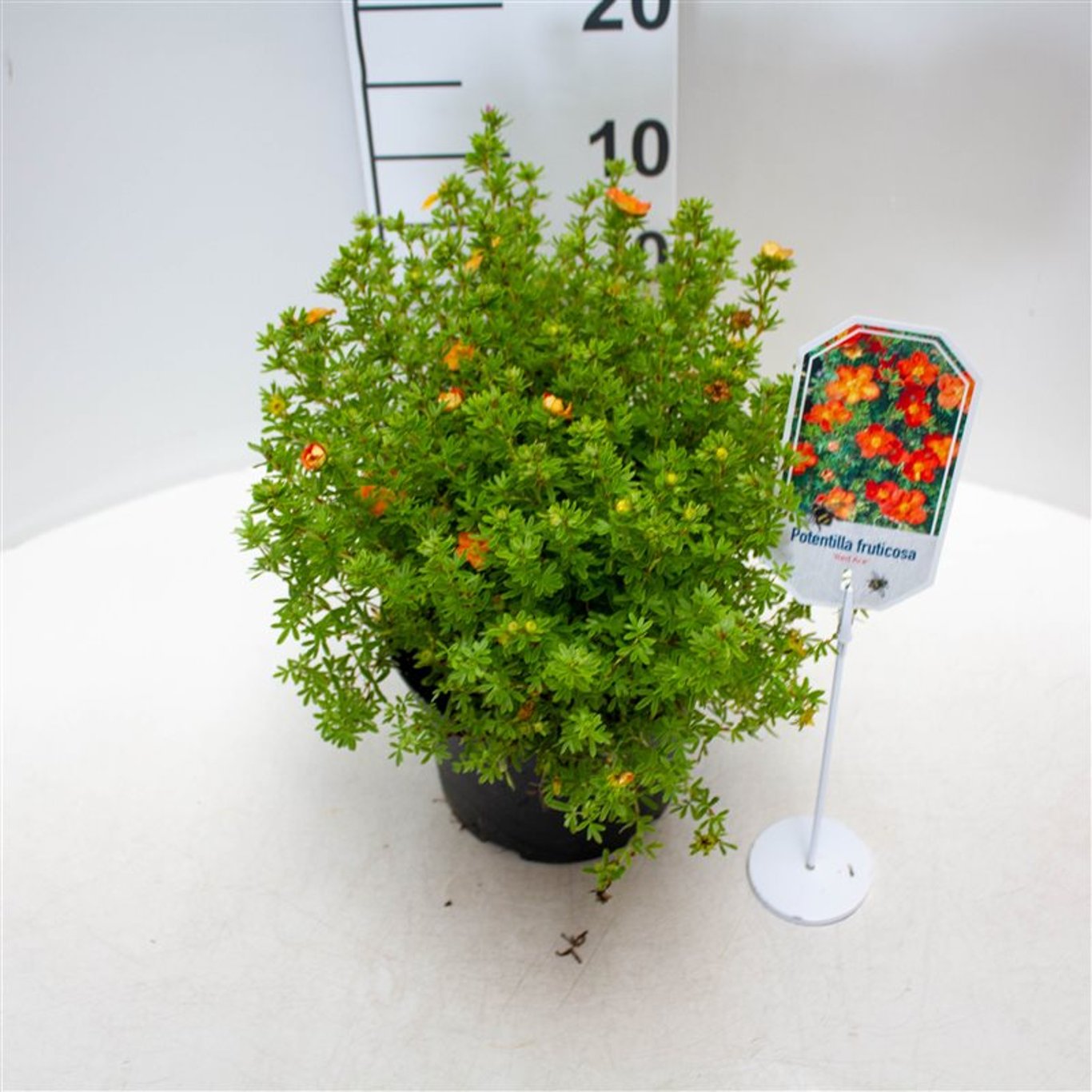 Praktspirea – Potentilla fruticosa 'Red Ace' - C3 25-30 CM