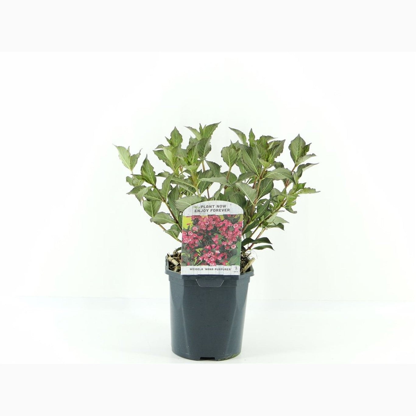 Praktweigela – Weigela florida 'Nana Purpurea' - C2