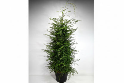- C80 200-225 cm.