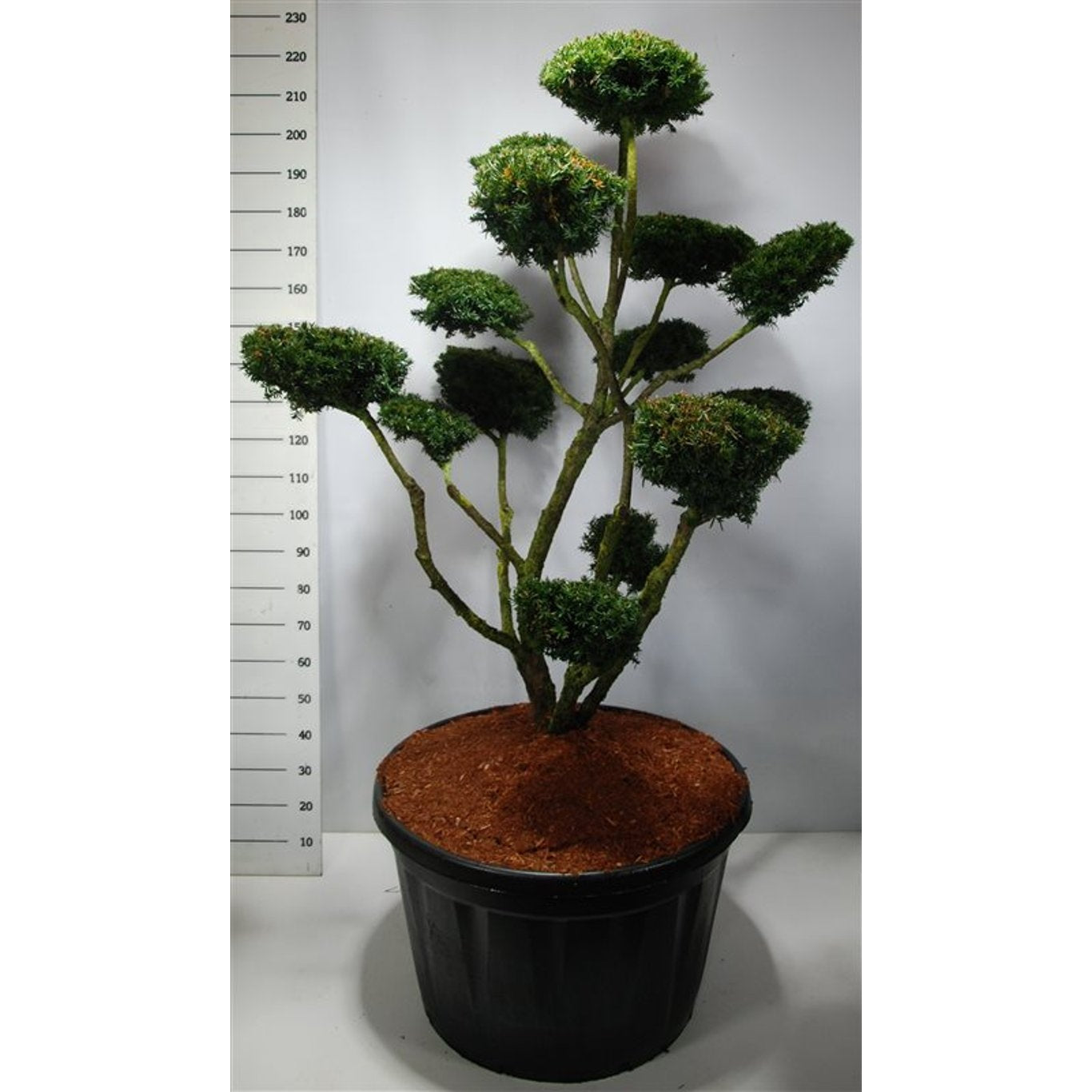 Japansk idegran – Taxus cuspidata - 125-150 CM Bonsai Cont.