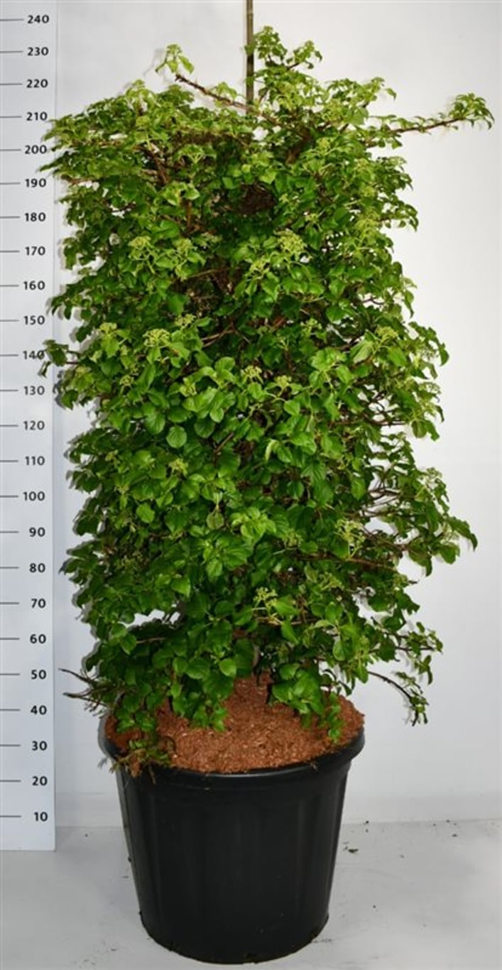 Klätterhortensia – Hydrangea petiolaris - C110 150-175 cm. Sol