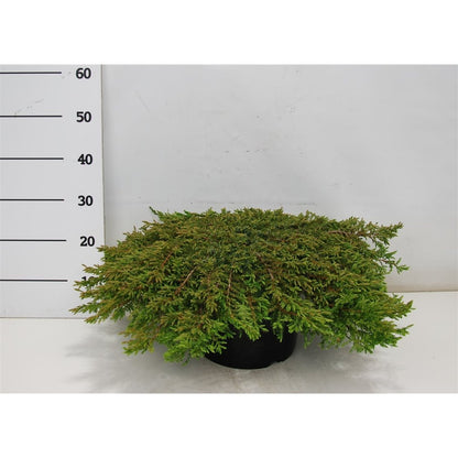 En – Juniperus communis &