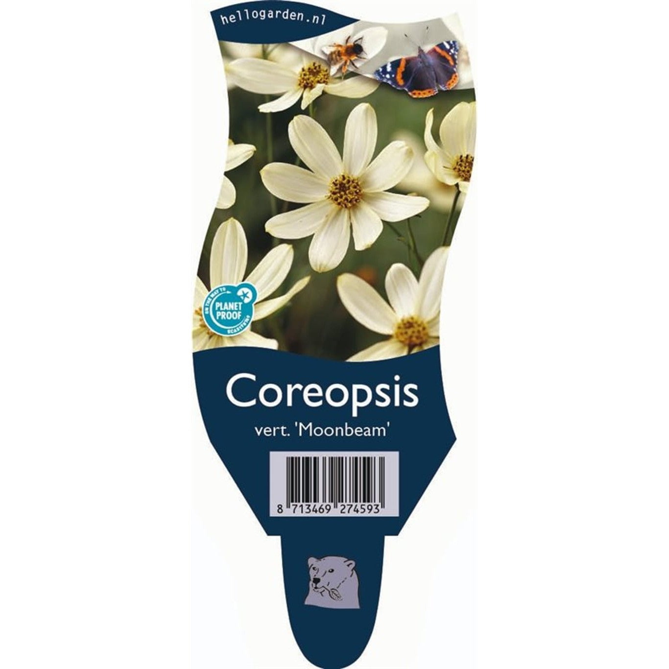Flicköga – Coreopsis verticillata 'Moonbeam' - P11