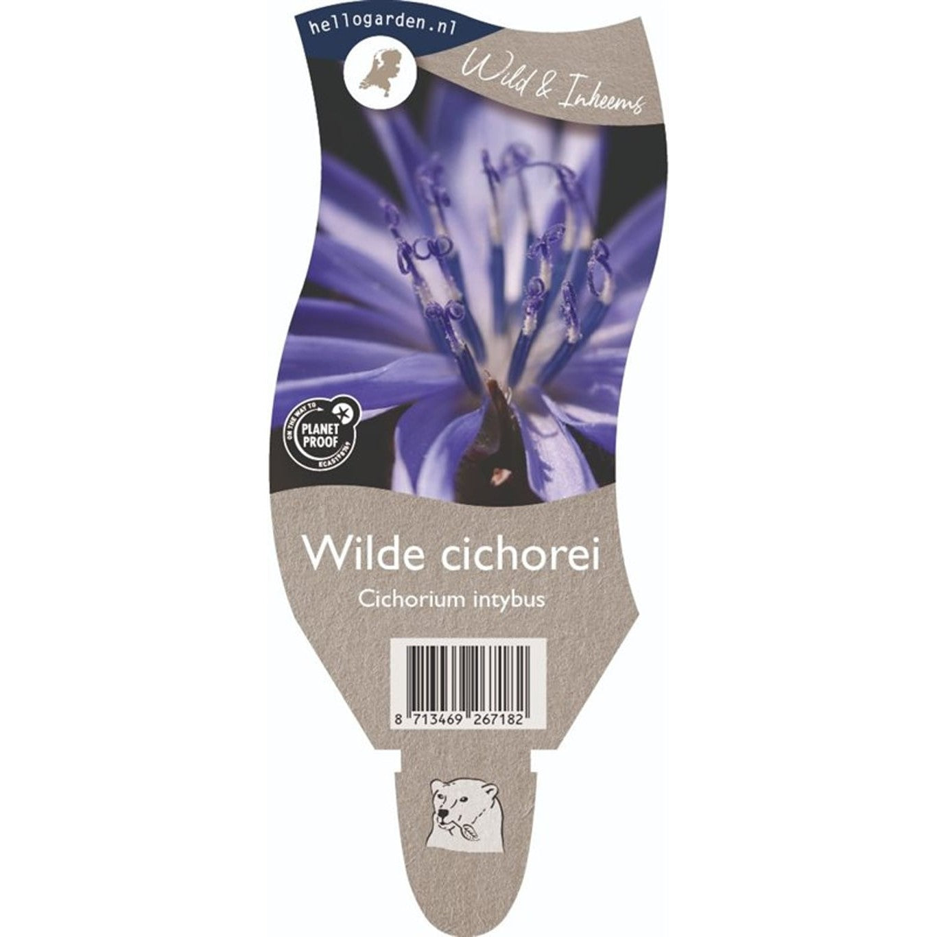 Cikoria – Cichorium intybus - P11