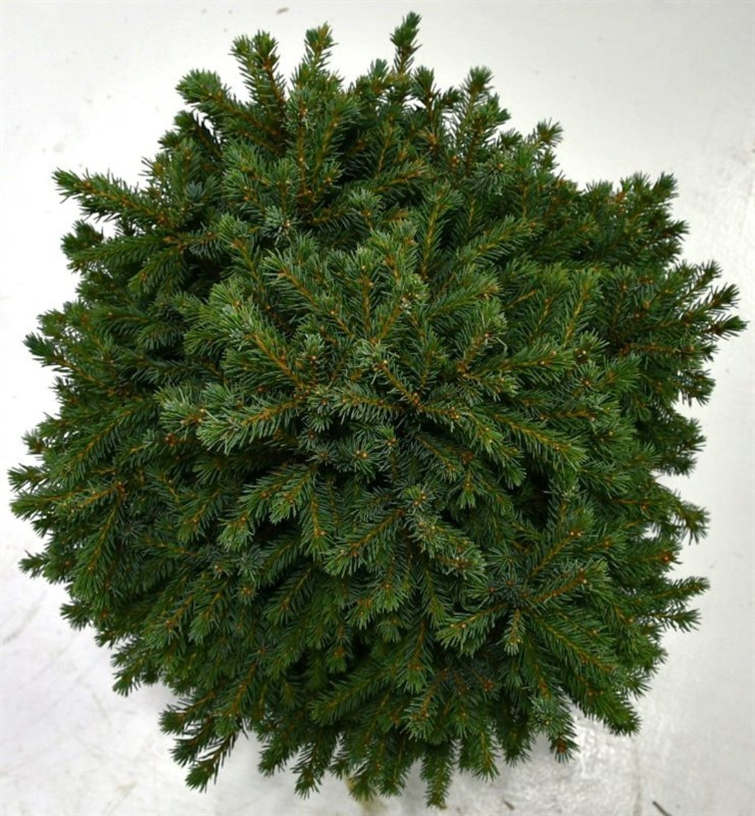 Albertagran – Picea glauca &