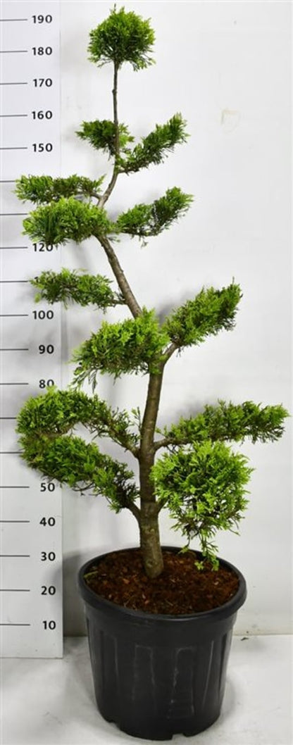 Cypresscypress – Cupressocyparis leylandii &
