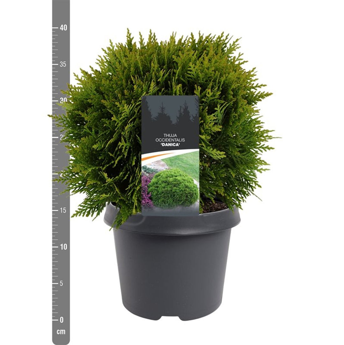 Thuja – Thuja occidentalis &