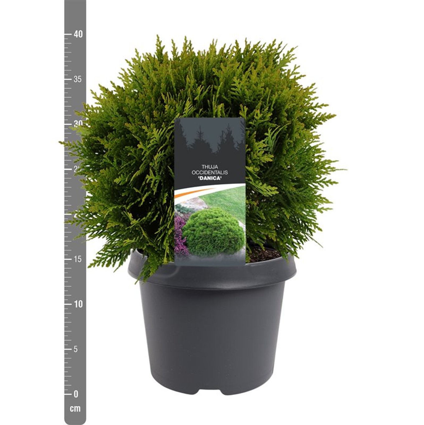 Thuja – Thuja occidentalis 'Danica' - C3 25-30 CM