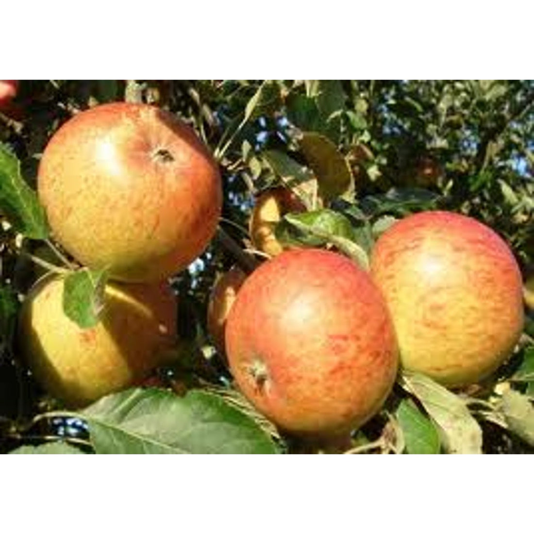 Äpple – Malus domestica &