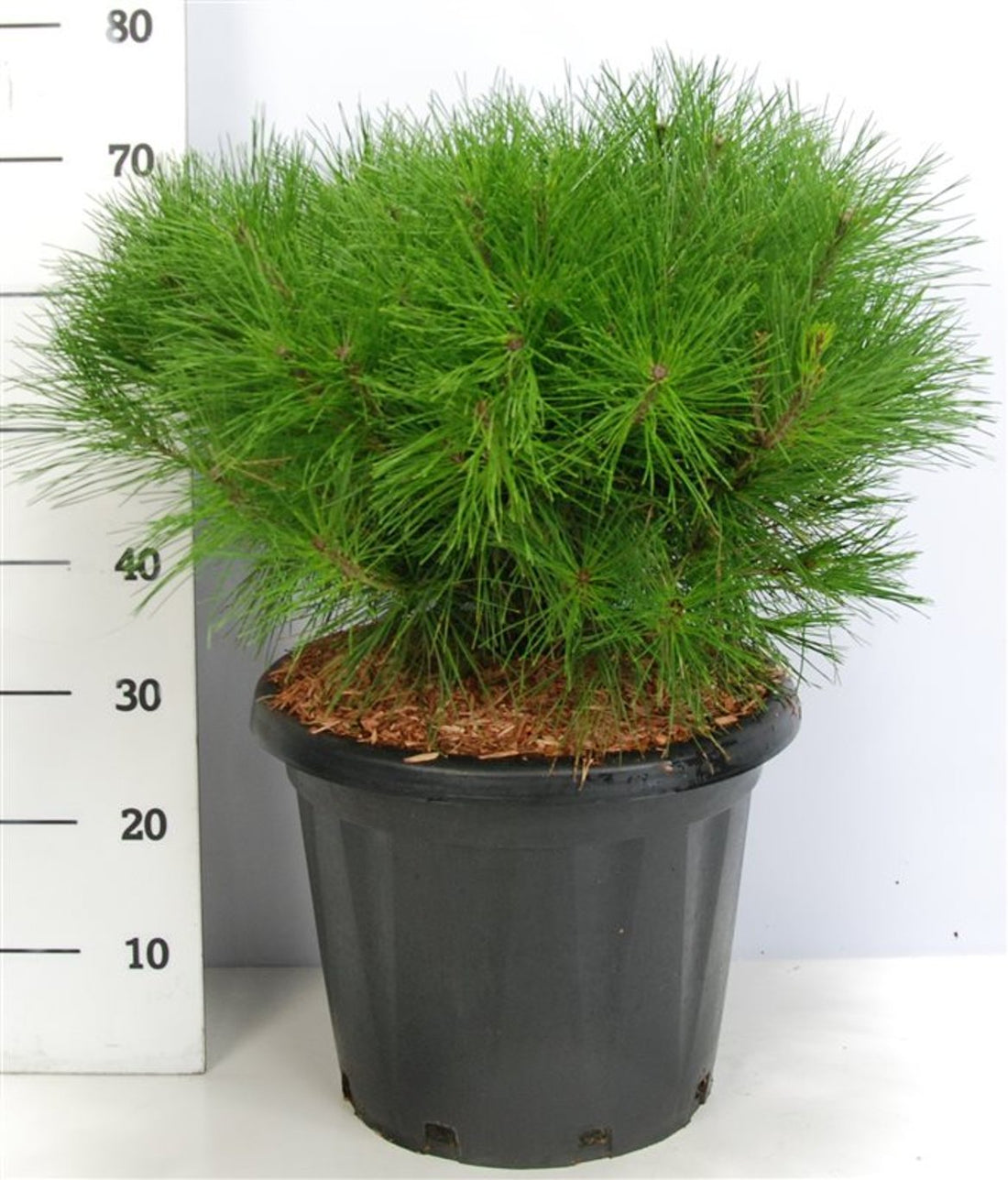 Svarttall – Pinus densiflora &