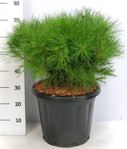 Svarttall – Pinus densiflora &