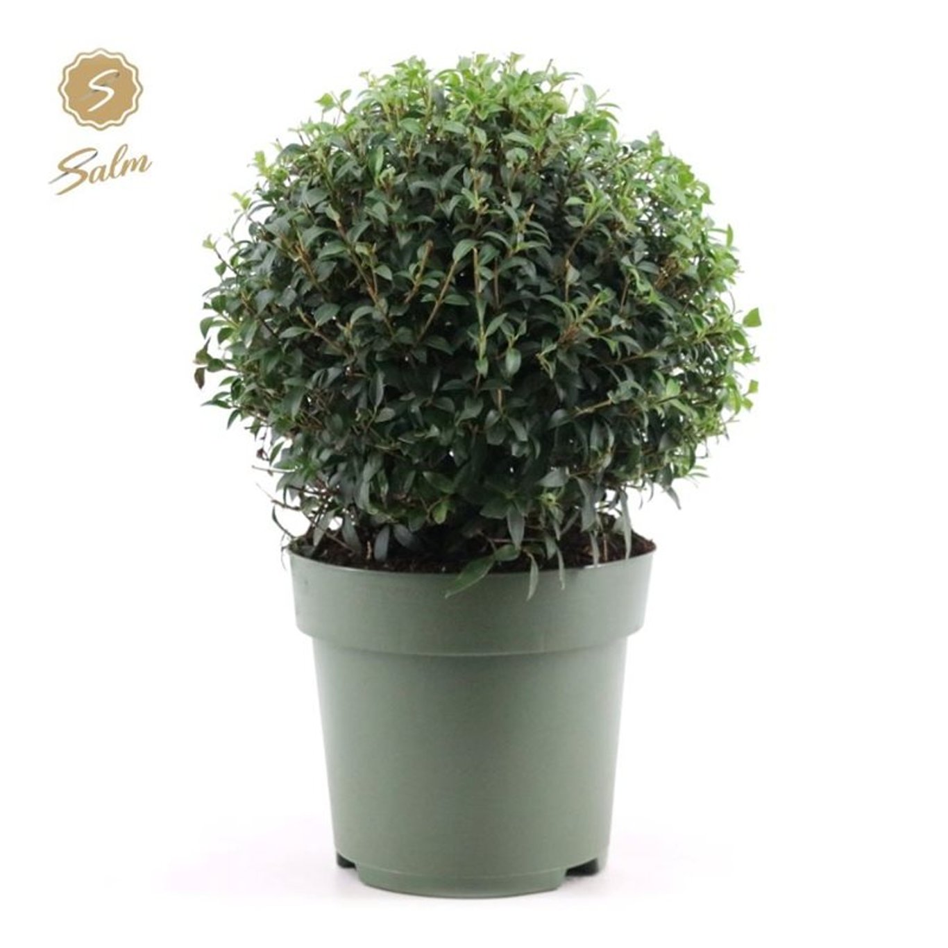 Osmanthus – Osmanthus burkwoodii - 40 CM Ball Cont.