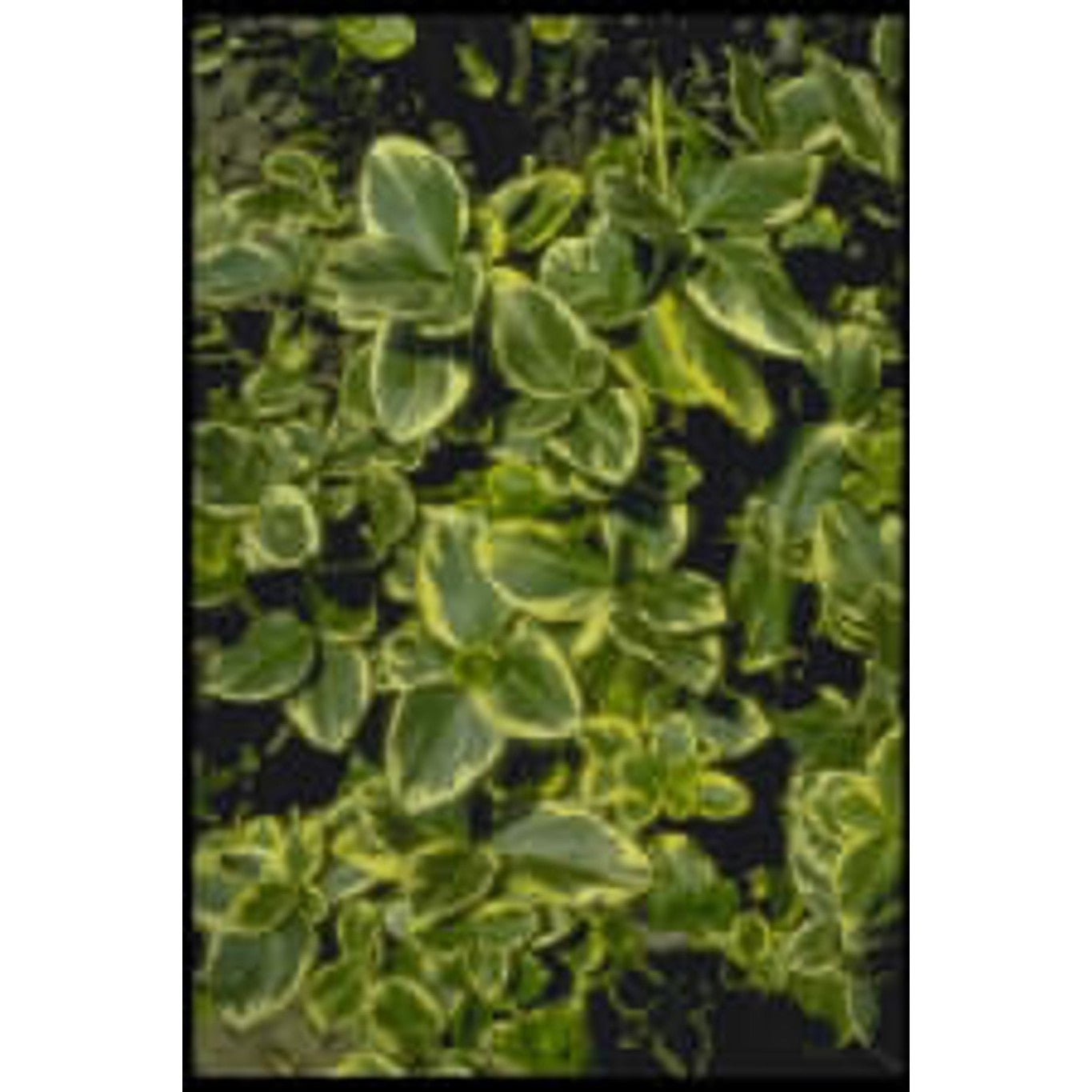Klätterbenved – Euonymus fortunei 'Canadale Gold' - 120 CM Stem C10
