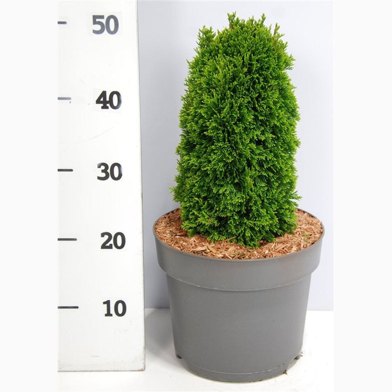 Thuja – Thuja occidentalis 'Maks' - C7,5 30-35 CM