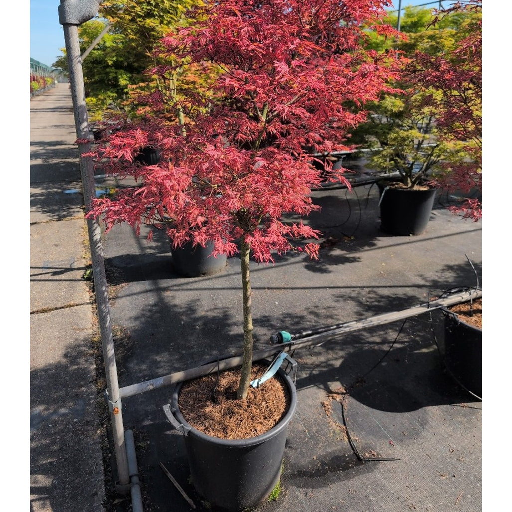 Japansk lönn – Acer shirasawanum - 80 CM Stem C30