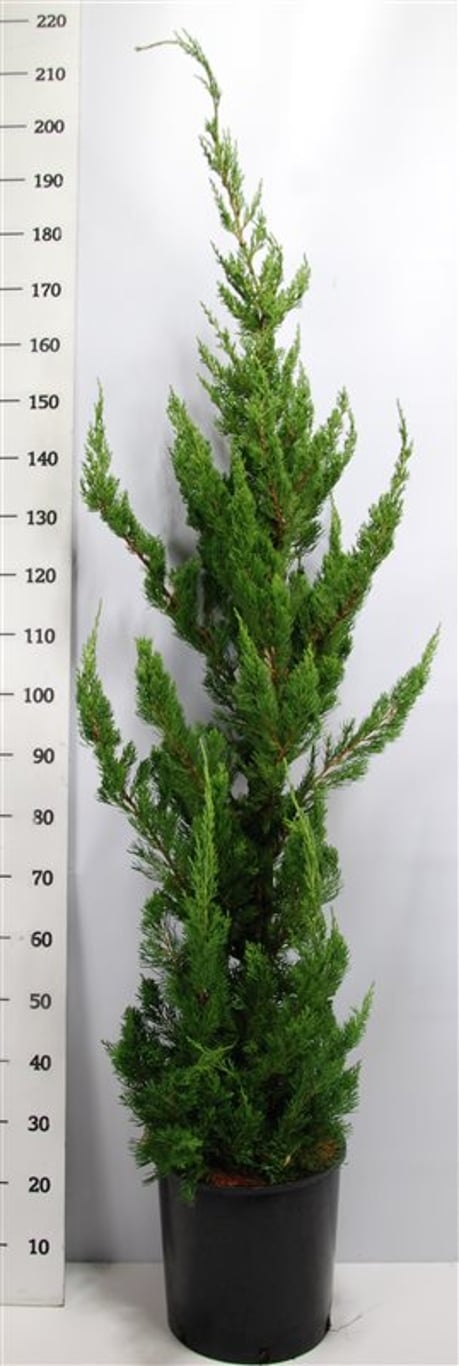 Kinesisk en – Juniperus chinensis &