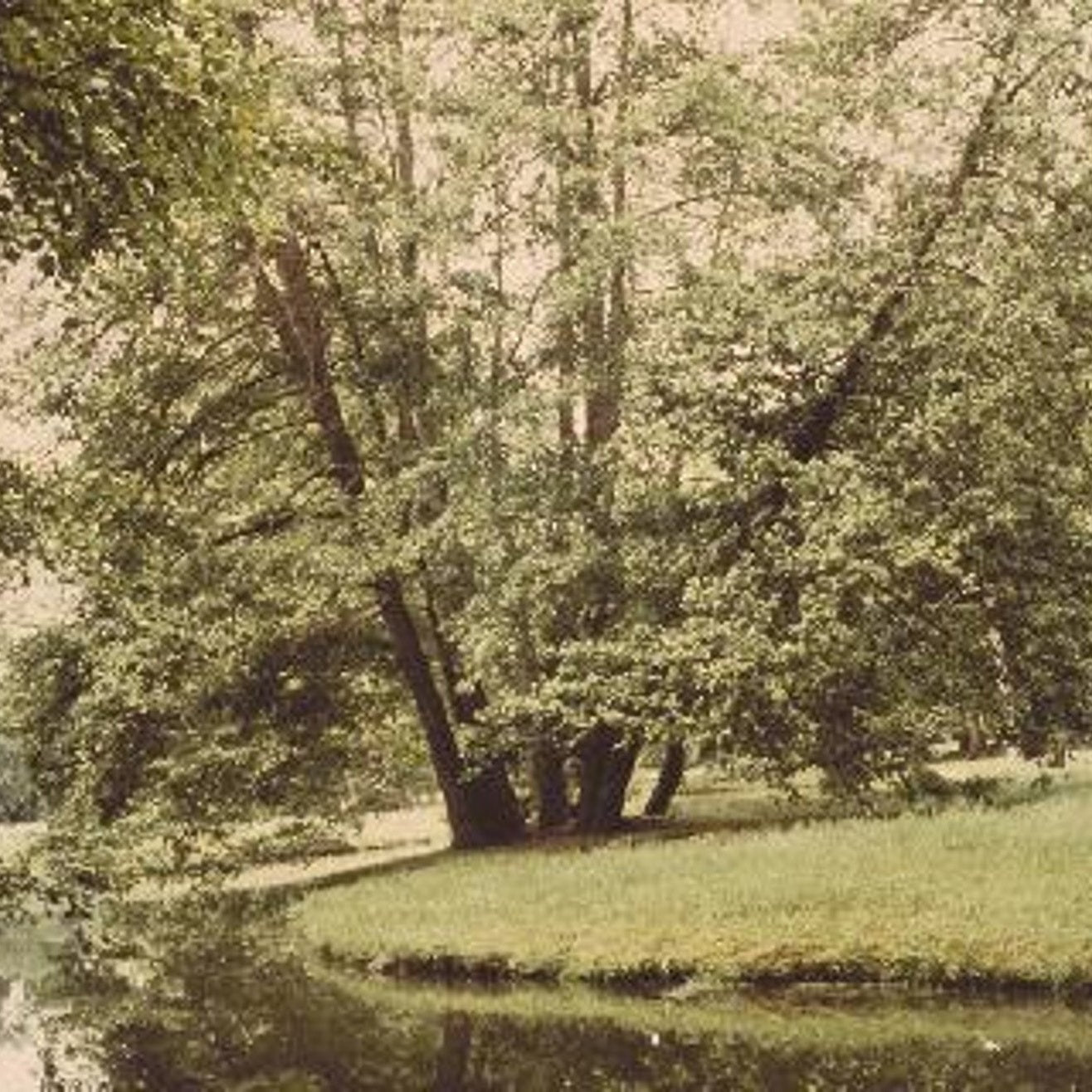 Klibb-al – Alnus glutinosa - 12/14 in Cont HO/ST