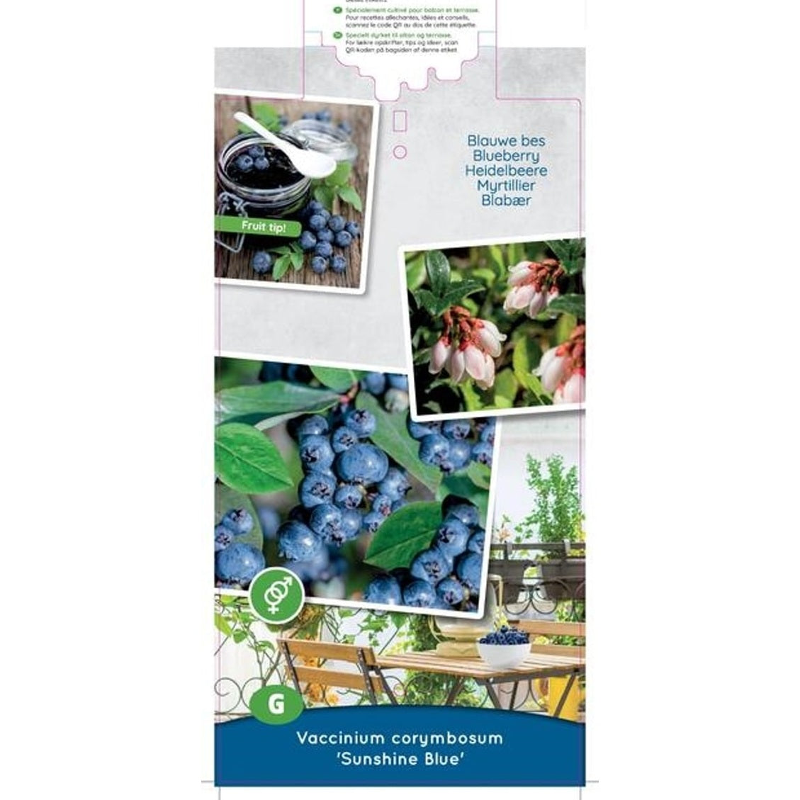 Trädgårdsblåbär – Vaccinium corymbosum 'Sunshine Blue' - C5 50-60 CM