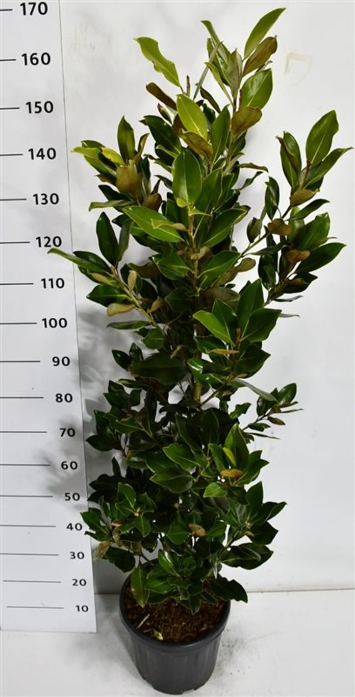 Städsegrön magnolia – Magnolia grandiflora &