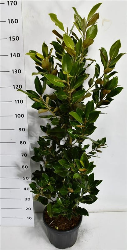 Städsegrön magnolia – Magnolia grandiflora &