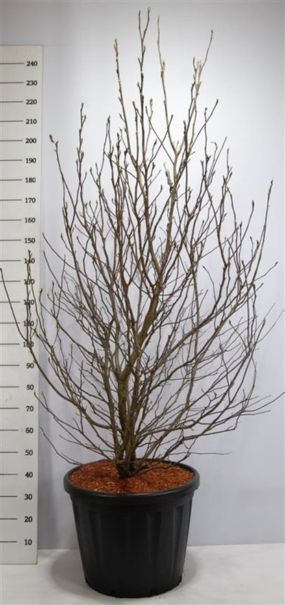 Magnolia – Magnolia &