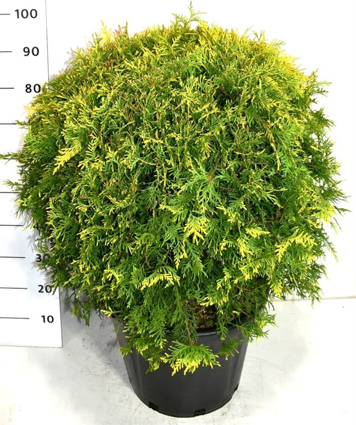 Thuja – Thuja occidentalis 'Golden Globe' - C35 60-70 cm.