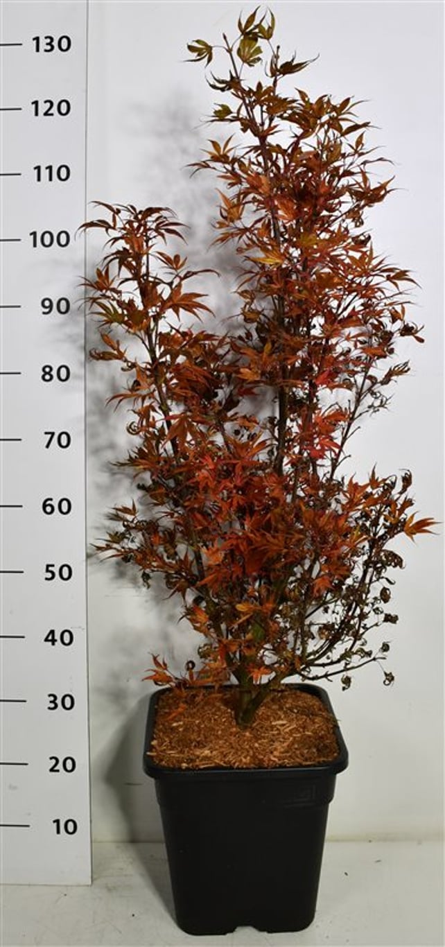Japansk lönn – Acer palmatum &