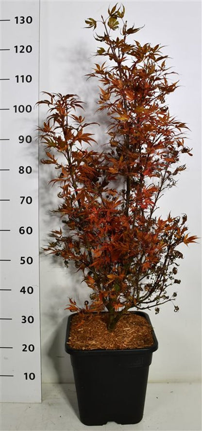 Japansk lönn – Acer palmatum &