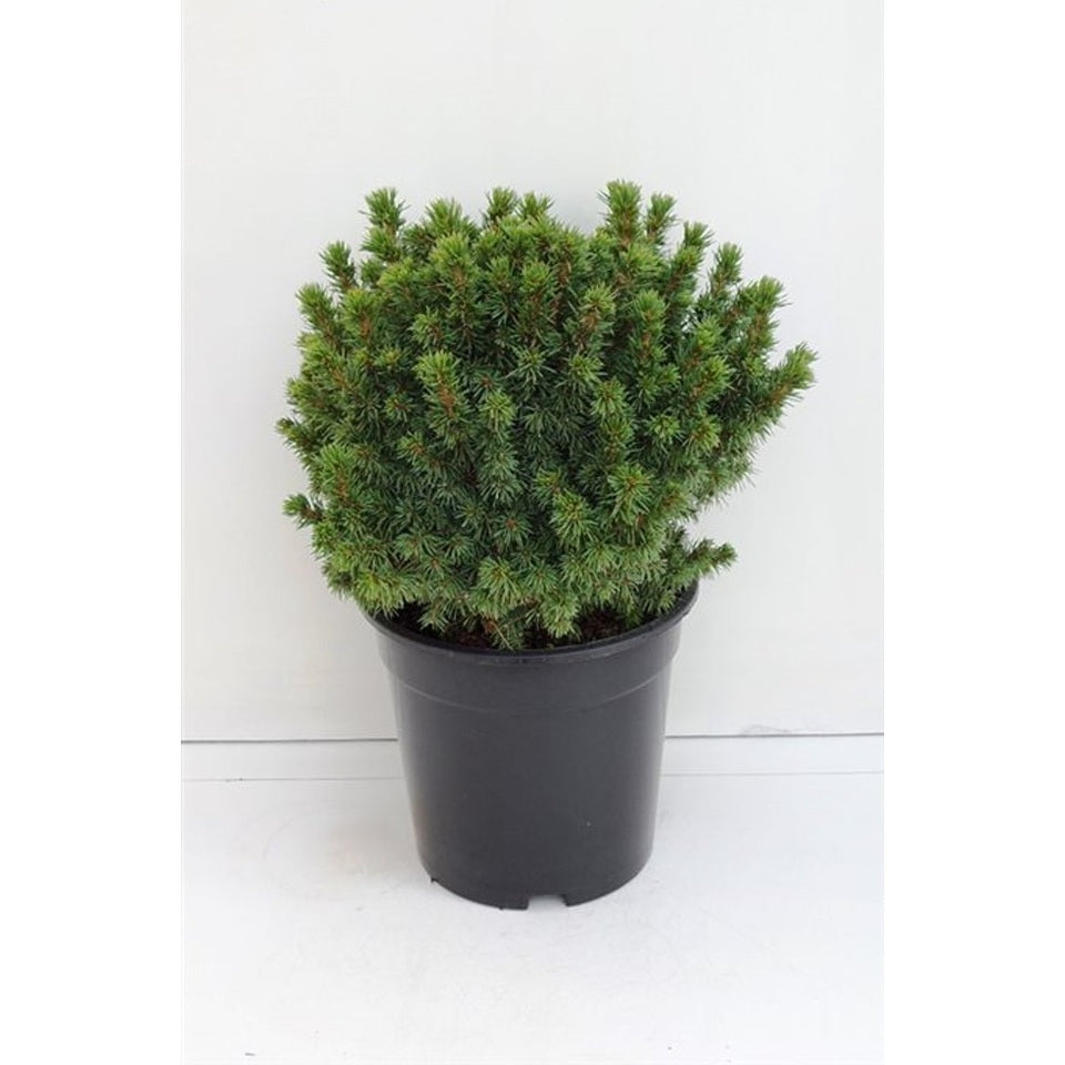 Vitgran – Picea glauca 'Alberta Globe' - C3 20-25 CM