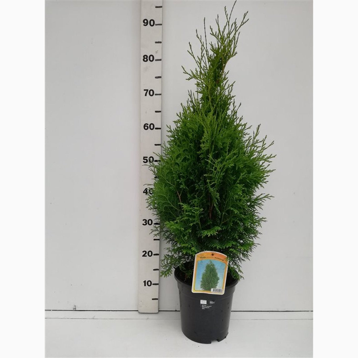 Thuja – Thuja occidentalis 'Holmstrup' - C3 50-60 CM