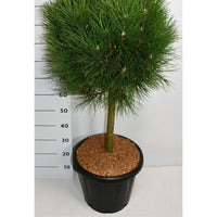 Svarttall – Pinus nigra 'Summer Breeze' - C25 40 cm. Stam