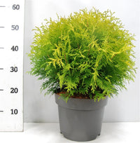 Thuja – Thuja occidentalis 'Golden Globe' - C7.5 30-40 cm.